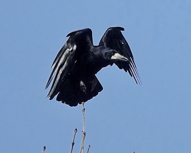 rook